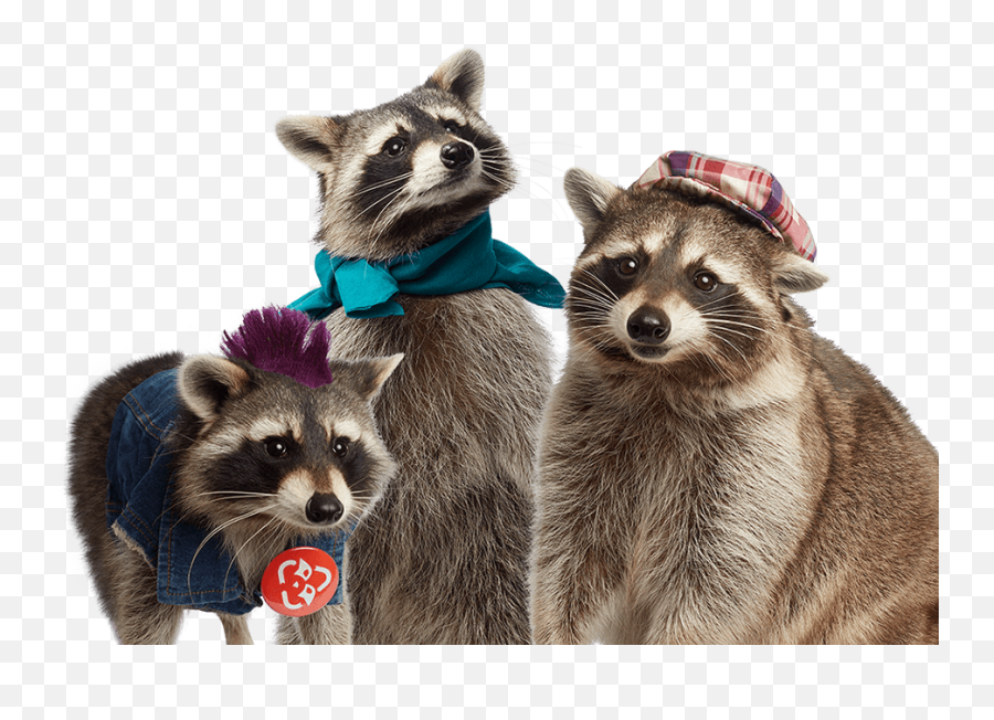 Bay City - Raccoon Emoji,Raccoon Emoticon