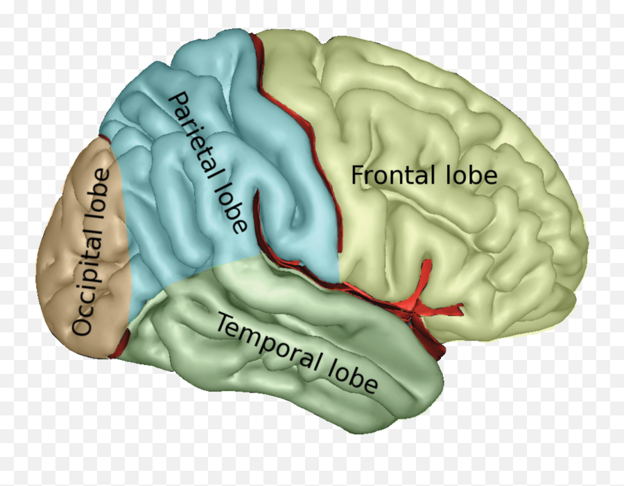 About Guided Growth U2014 Nti Upstream Emoji,Book Regarding Emotions And Organs Of The Body