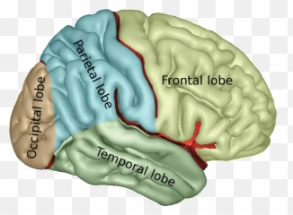 About Guided Growth U2014 Nti Upstream Emoji,Book Regarding Emotions And Organs Of The Body
