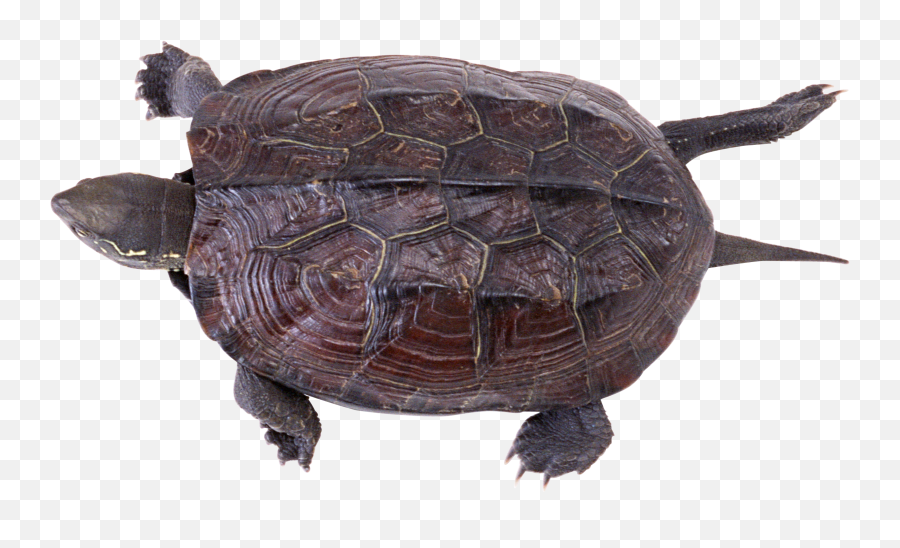 Turtle Png Awesome - High Quality Image For Free Here Emoji,Turtle Emojis