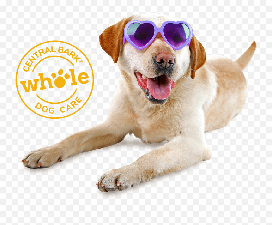 Doggy Daycare Milwaukee Wi - Happy Emoji,What Emotions Do Dogs Have
