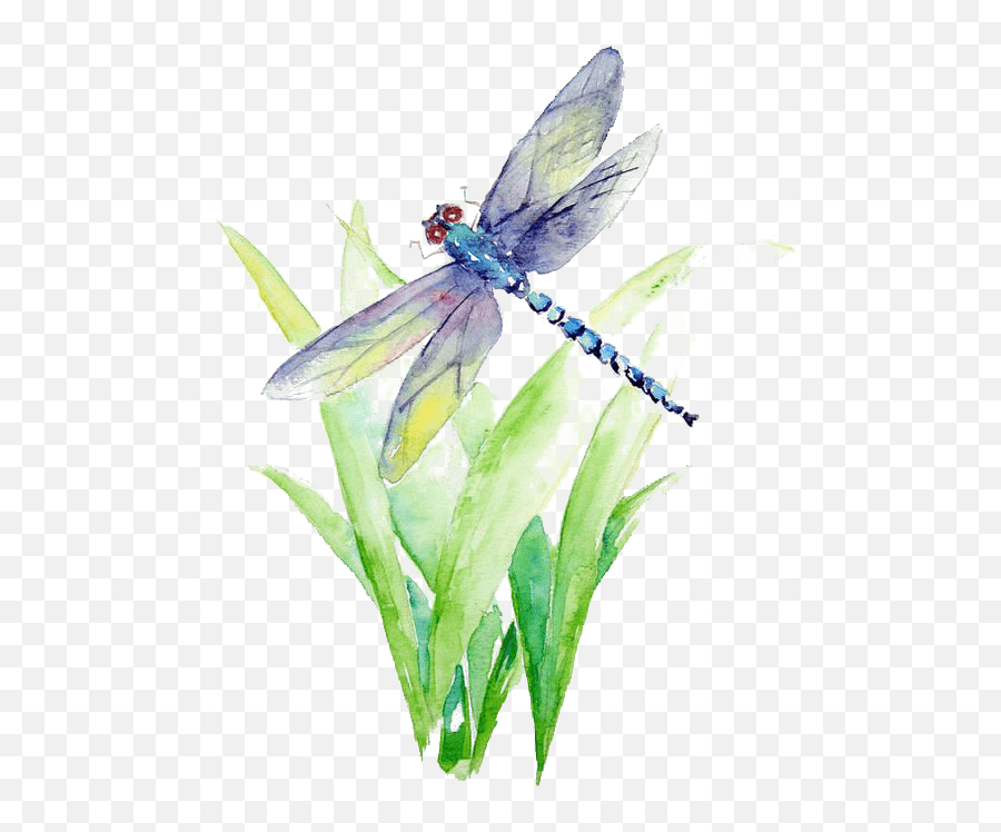 Blue And Purple Dragonfly Illustration - Watercolor Dragonfly Png Emoji,Dragonfly Emoji