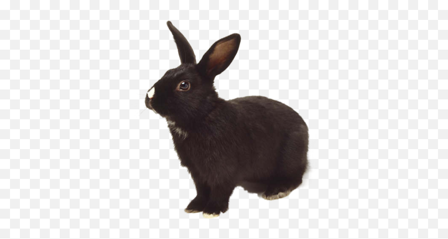 Bunny Psd Psd Free Download Templates U0026 Mockups - Conejo Negro Con Manchas Blancas Emoji,Playboy Bunny Emoticon