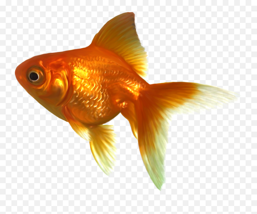 Sticker - Realistic Goldfish Clipart Emoji,Gold Fish Emoji