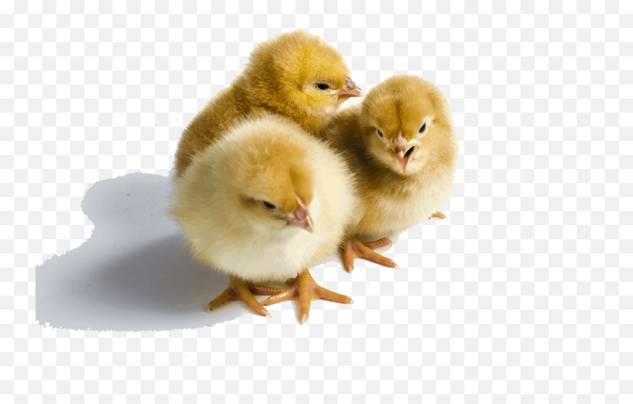 Poultry - Golden Comet Sex Link Chicks Emoji,Cornish Cross Chicken Emotions