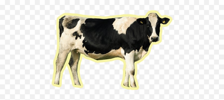 Visiting Georgia Dairy Farms - Fresh Milk Cow Png Emoji,Cow Showing Emotion