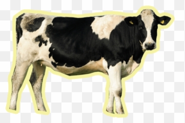 Visiting Georgia Dairy Farms - Fresh Milk Cow Png Emoji,Cow Showing Emotion