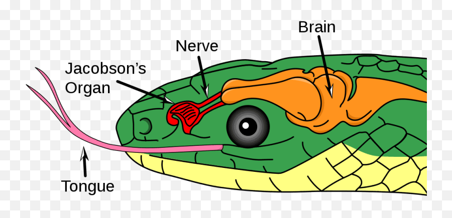 How Do Snakes Smell - Jacobson Organ Emoji,Snakes Brain Emotion