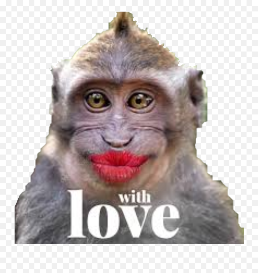 Evil Monkey Clip Art - Shefalitayal Funny Monkey Png Emoji,Bad Monkey Emojis