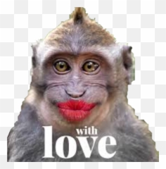 Evil Monkey Clip Art - Shefalitayal Funny Monkey Png Emoji,Bad Monkey Emojis