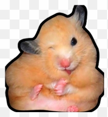 Sticker Maker - Hamsters Memes Emoji,Frightened Hamster Slack Emoji