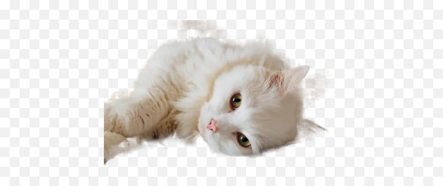 White Cat Lying On Black Textile Transparent Image For Emoji,Lying On Floor Cat Emoji