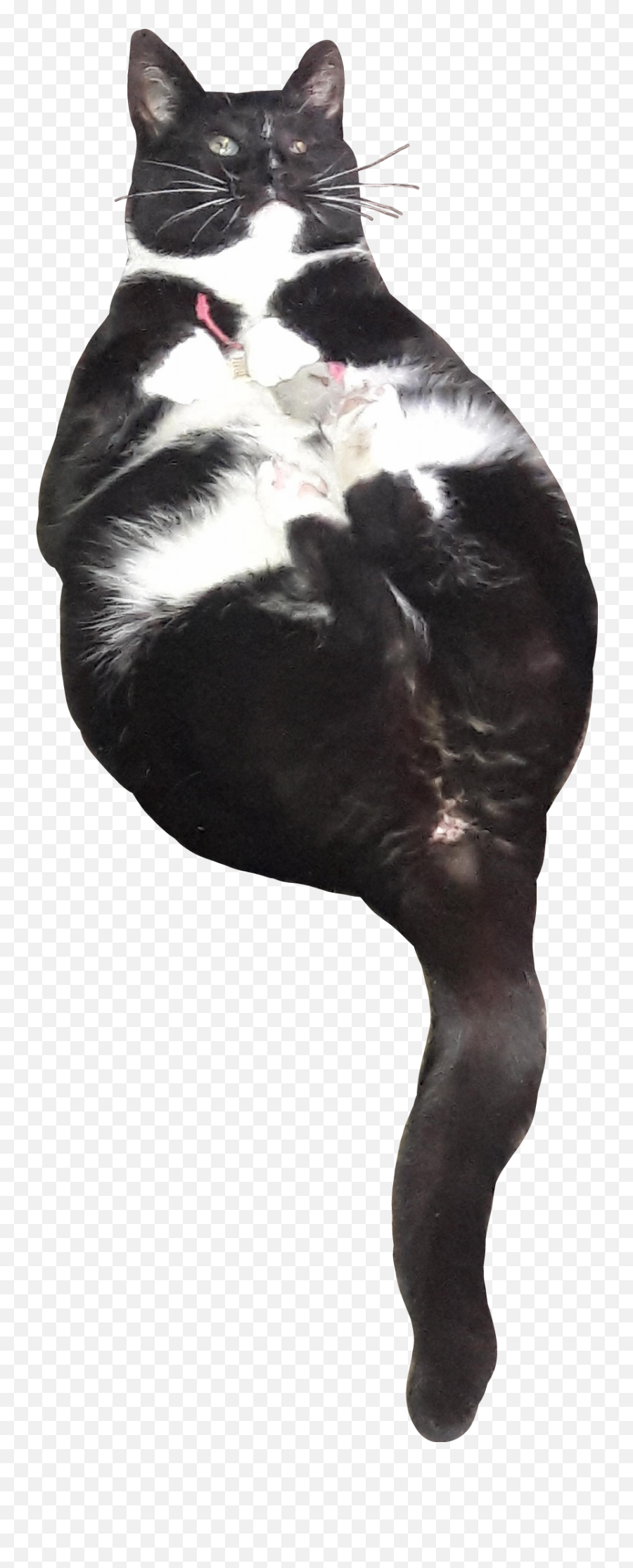 Cat Play Catnip Tail Wiskers Sticker - Soft Emoji,Cat Butt Emoji