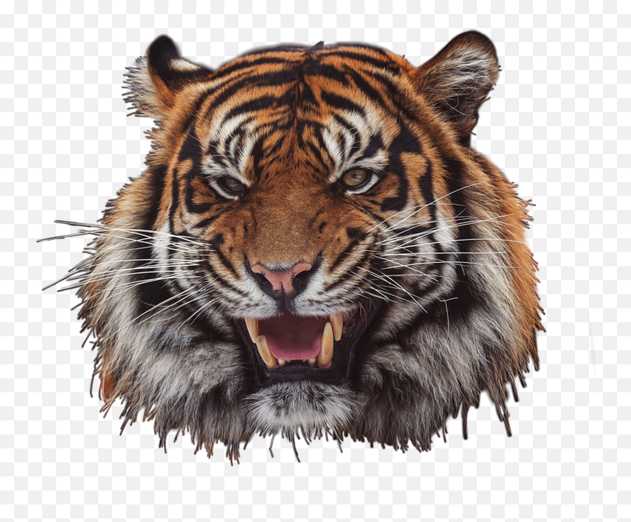 To - Tiger Emoji,Tiger Face Emoji