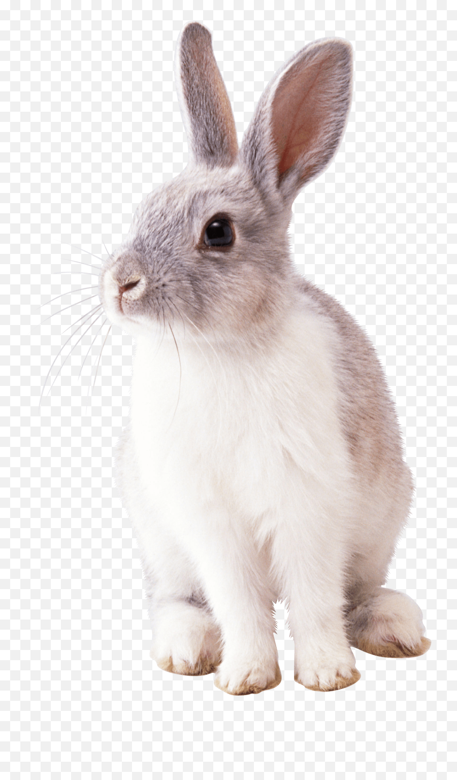Animals Rabbit Pictures Rabbit Png - Rabbit Transparent Png Emoji,Snowshoe Emoji
