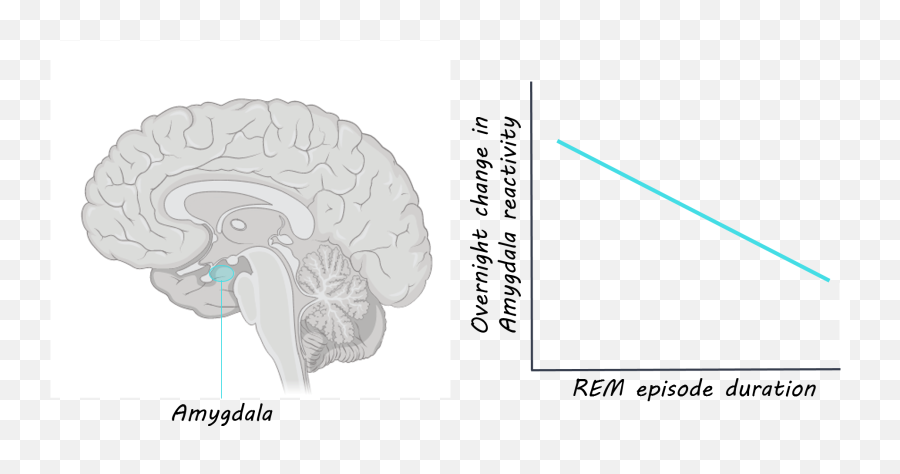 Uninterrupted Rem Sleep Is Critical For Emoji,Emotion Brain