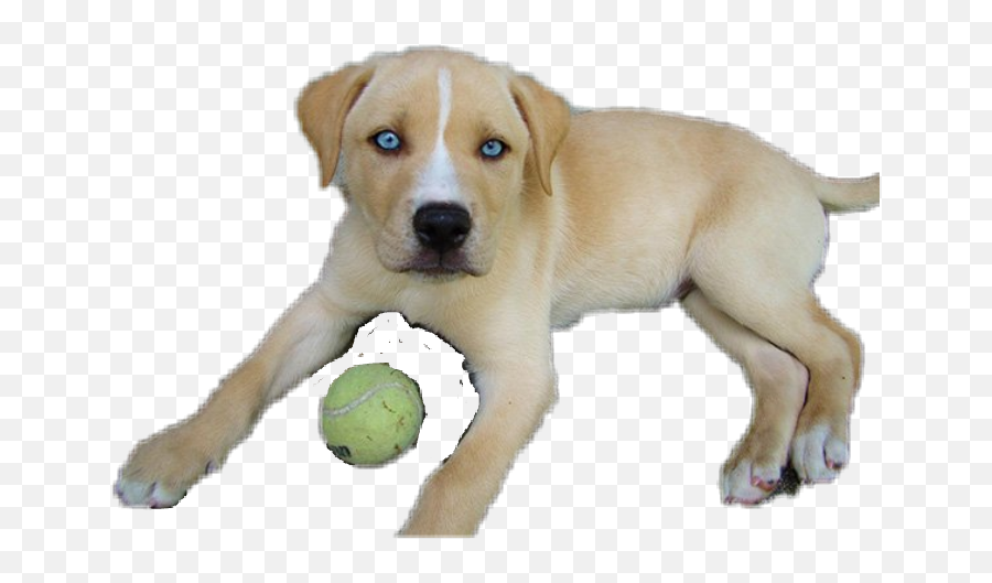 Labsky Labrador Husky Sticker - Siberian Husky Lab Retriever Mix Emoji,Emoji Dog Ball