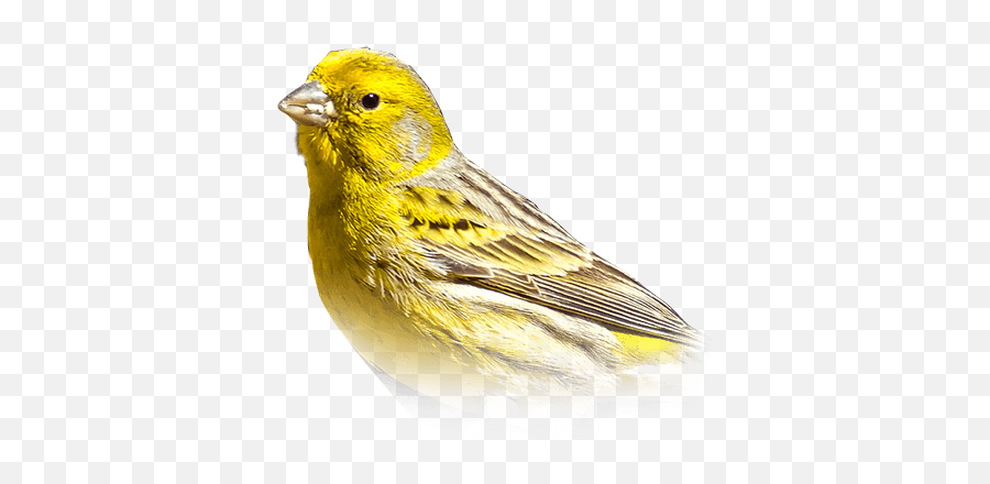 Canary Personality Food U0026 Care U2013 Pet Birds By Lafeber Co - Kenari Bird Emoji,Little Clay Emotion Birds