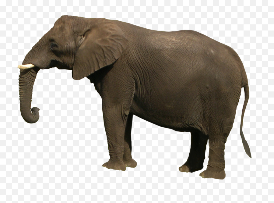Elephant Png - Elephant Png Emoji,Elephant Touching Dead Elephant Emotion