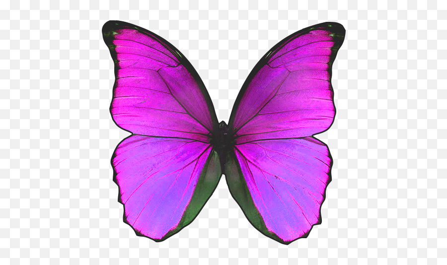 Butterfly Pictures Butterfly Wallpaper - Blue Butterfly Pink Background Emoji,(parislove) Emoji