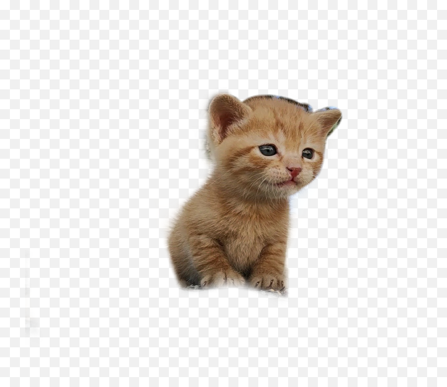 Gatos Gatitos Sticker By Ingridrossbe - Soft Emoji,Emojis Gatitos
