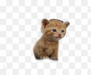 Gatos Gatitos Sticker By Ingridrossbe - Soft Emoji,Emojis Gatitos