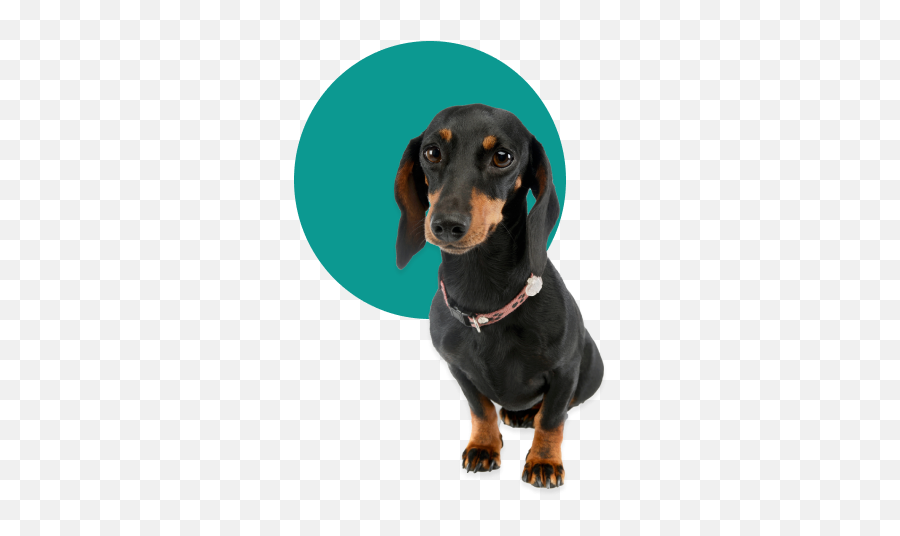 Yogis Dog Training U2013 Professional Dog Training For You - Dachshund Emoji,Cute Dog Thank You Emoticon