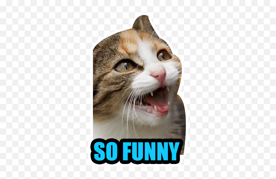 Cat Emoji By Helen Meyers - Sticker Maker For Whatsapp,Why Are There Cat Emojis Meme