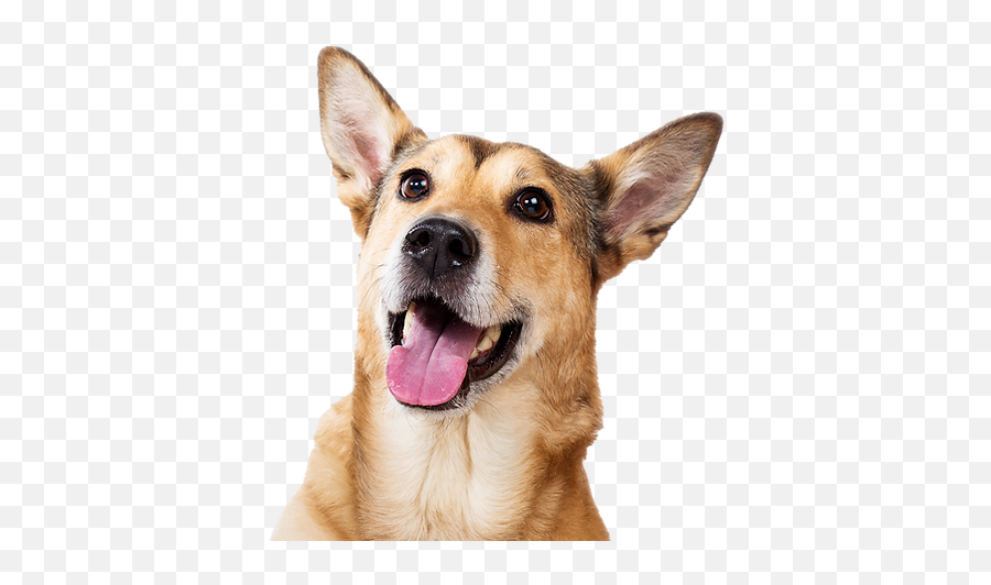 Join The Raw - Volution Corrinau0027s Corner Atlanta Emoji,Emoticon Growling Dog