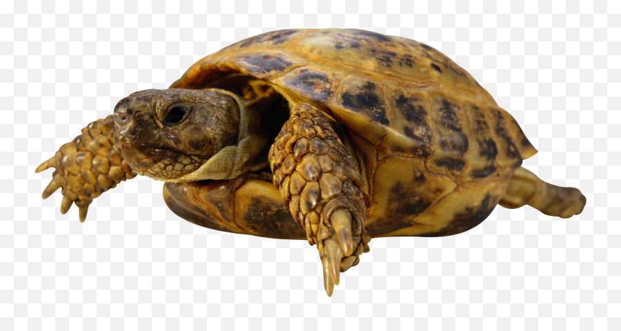 Turtle Png File - High Quality Image For Free Here Emoji,Turtle Emoji