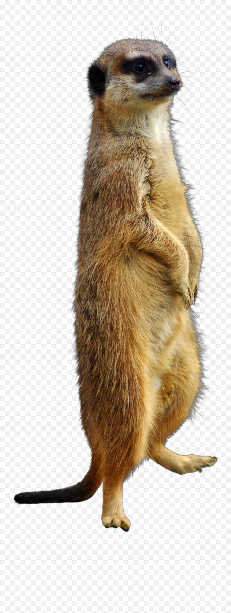 The Most Edited - Meerkat Emoji,Meerkat Emoji