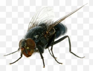 House Fly Png Transparent - Transparent House Fly Png Emoji,Flies Emoji
