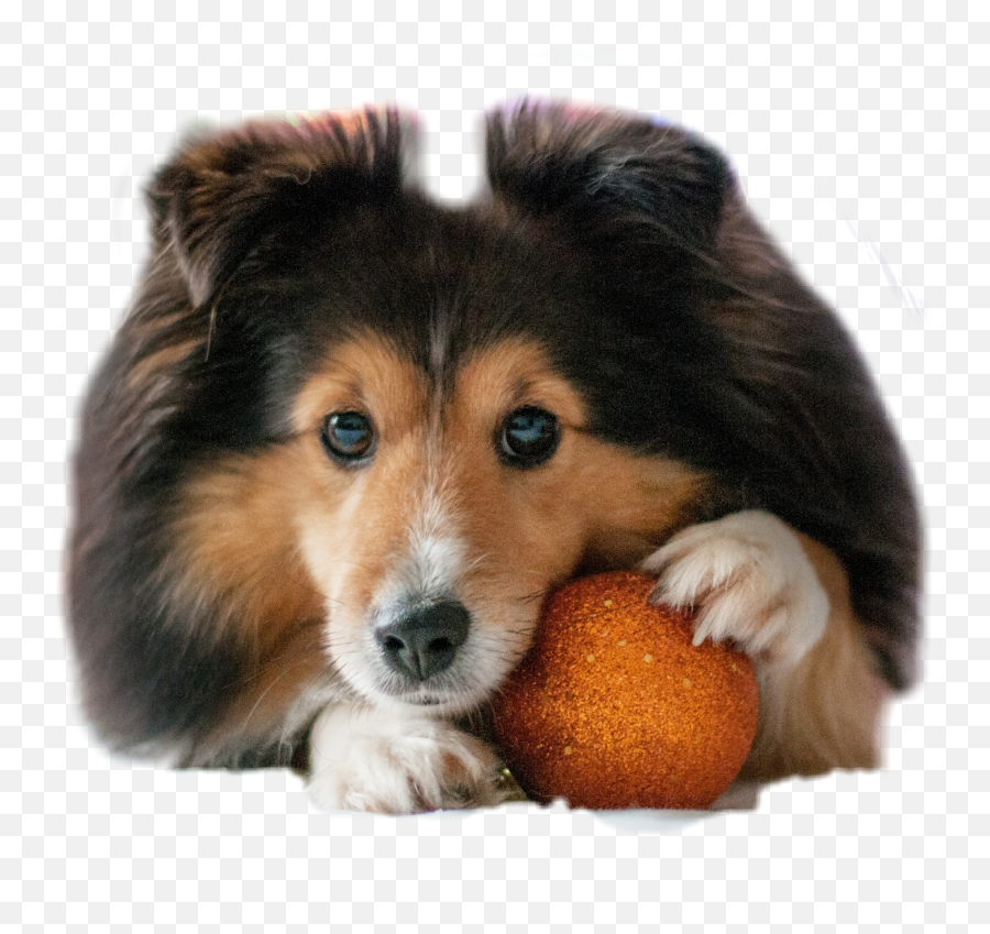 Amorzinho Sticker - Orange Emoji,Sheltie Emoji