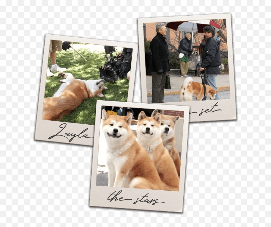 Hachi The Movie Star - Vicki Wong U0026 Hachi Akita Emoji,Canine Emotions