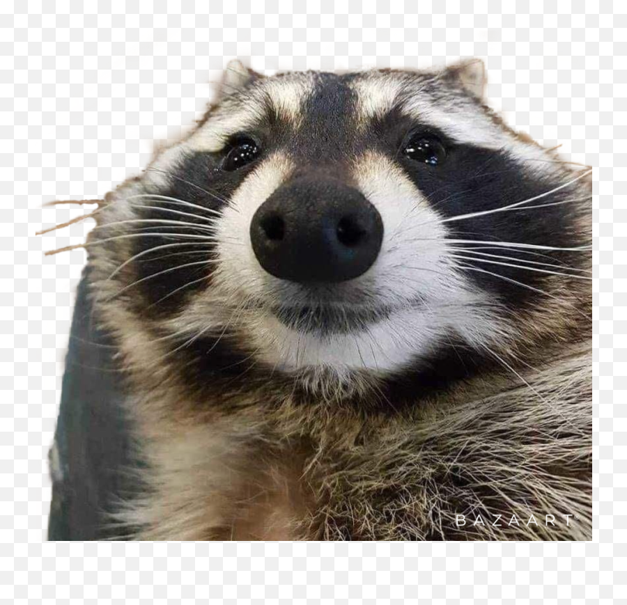 Myspace - Animals In Front Camera Emoji,Racoon Emoji