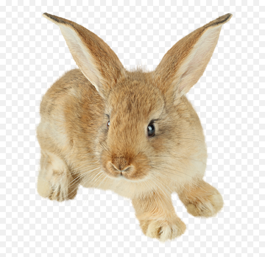 Easter Bunny Transparent Image - 14740 Transparentpng Carrot Tunnel Emoji,Weather Bunny Emojis