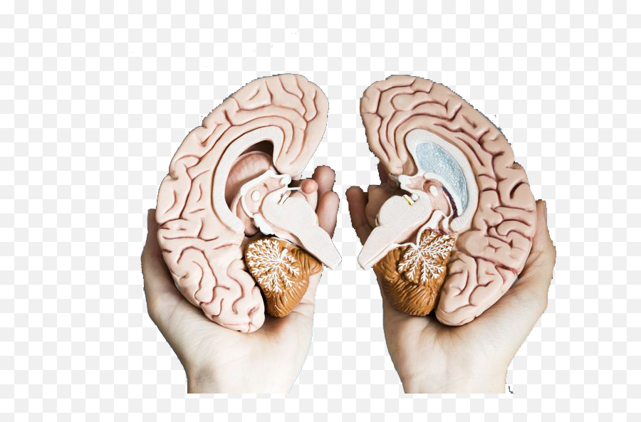 The Left Emoji,Left Brain Right Emotions