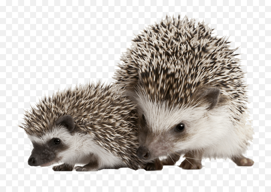 Happy Hedgehog - Hedgehog Emoji,Porcupine Emoji