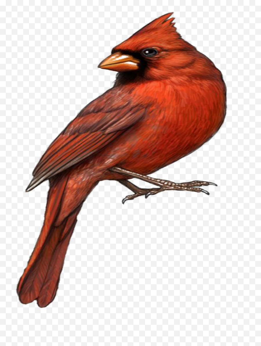 Mq Red Bird Birds Sticker - Cardinal Bird Png Emoji,Red Bird Emoji