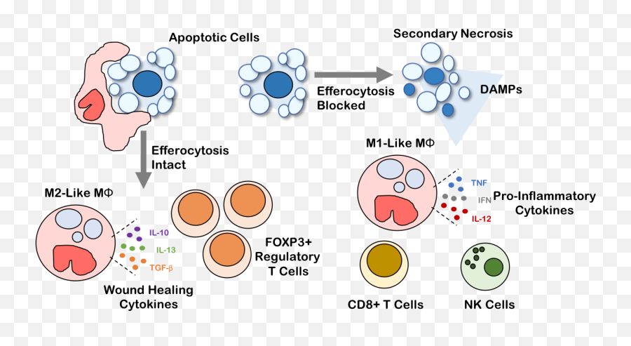 Interdisciplinary Nanobiosciences Lab Research Overview - Dot Emoji,Kavanaugh Emotion Vs