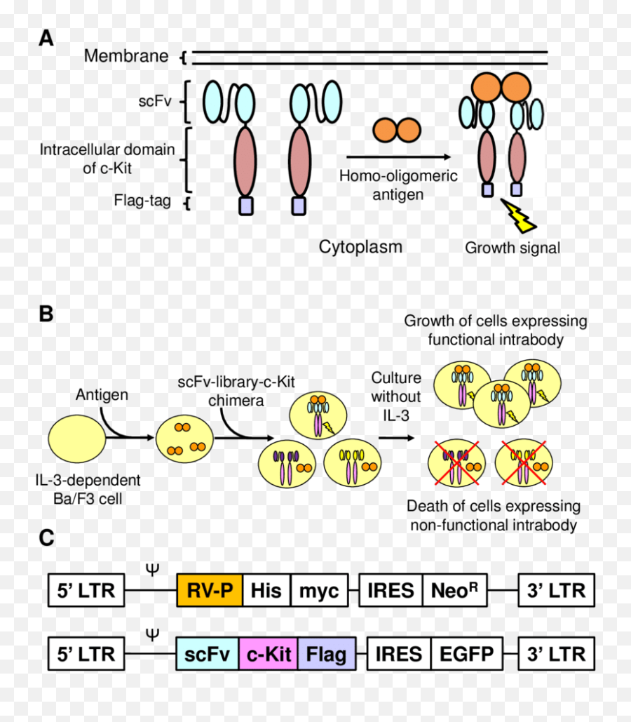 Intracellular Growth Signalobody - Dot Emoji,Homo Japanese Emoticon