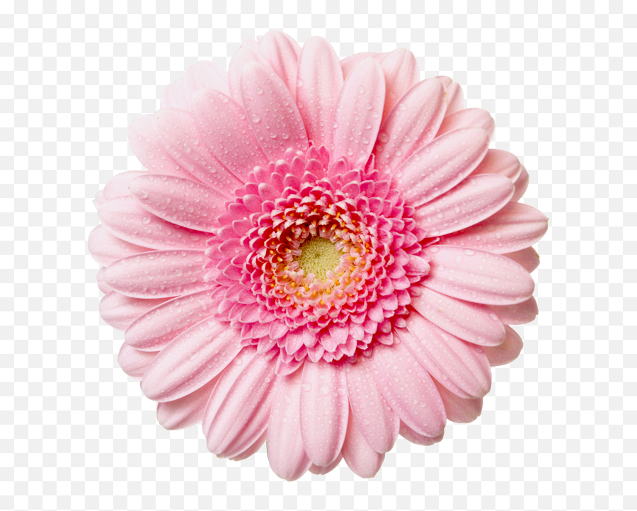 Free Flowers Tumblr Transparent Download Free Clip Art - Transparent Pink Flower Png Emoji,Tumblr Flower Emoji