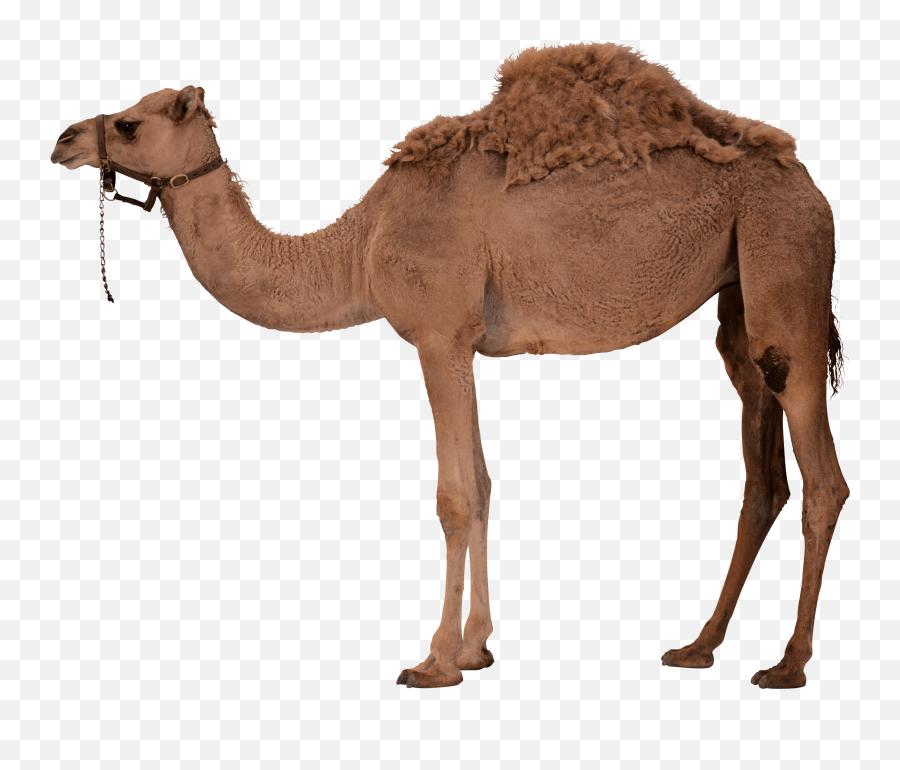 Small Camel Type Animal - Peepsburgh Emoji,Messenger Emojis Camel