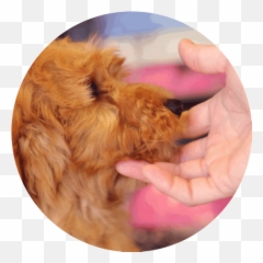 The Cobberdog Temperament Dogking Emoji,Dog Relaxing In Recliner Emotions