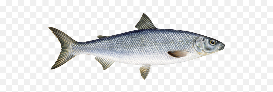 Download River Fish Dyin - Freshwater White Fish Png Image Emoji,River Emoji