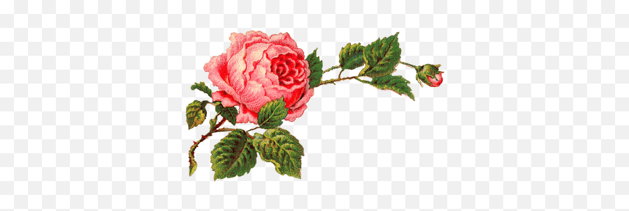 Victorian Vintage Roses On A Branch Png Hd Transparent Emoji,Victorian Emojis