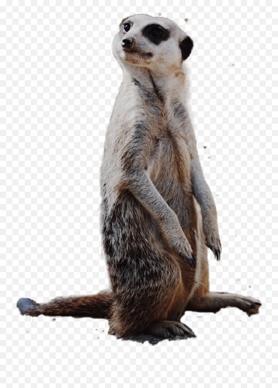 The Most Edited - Transparent Meerkat Clipart Emoji,Meerkat Emoji