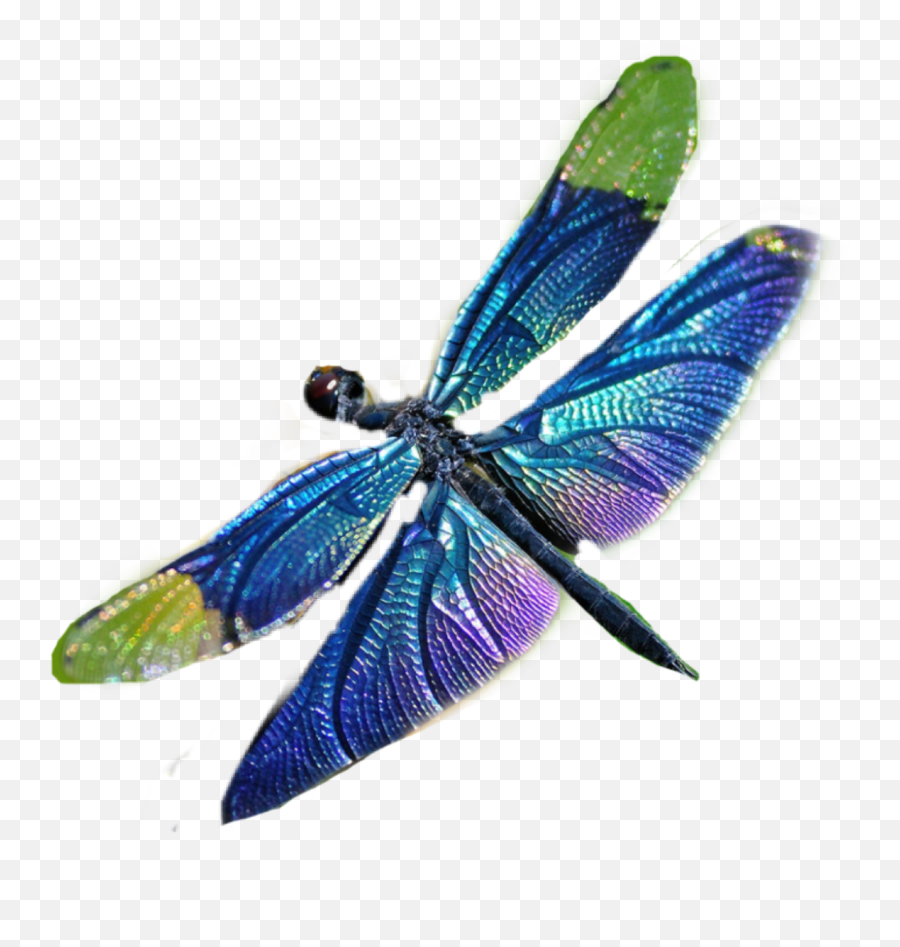 Dragonfly Sticker - Dragonfly Emoji,Dragonfly Emoji