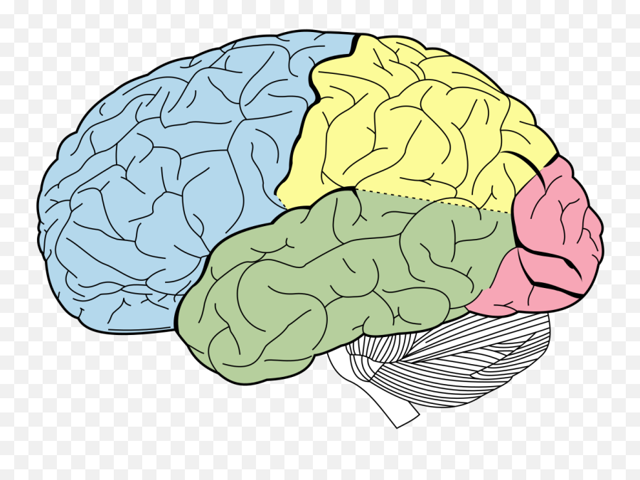 Parts Of The Brain - Lobes Of The Brain Emoji,Emotion Brain