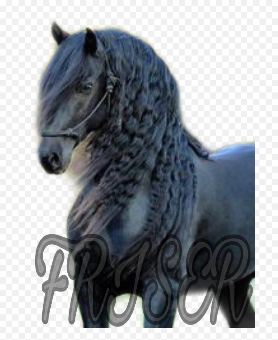 Friser Image By Tildebonin - Exotic Horse Emoji,Tilde Emoji